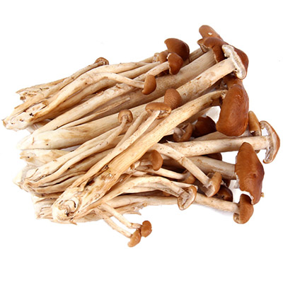 Tea Tree Mushroom Extract