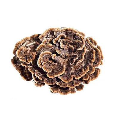 Turkey Tail Mushroom Extract