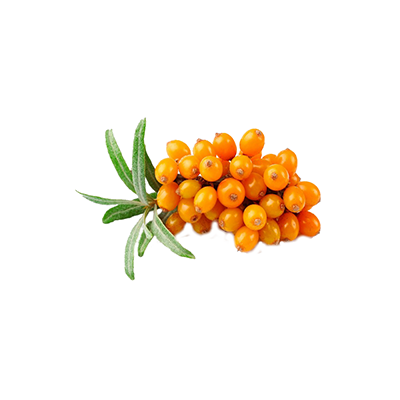 Sea Buckthorn Fruit Powder