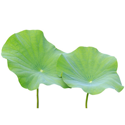 Lotus Leaf Extract