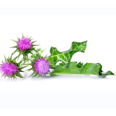 Milk Thistle Extract
